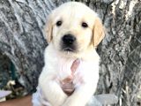 Her Ile Gönderim Sağladığımız Golden Retriever Yavrular