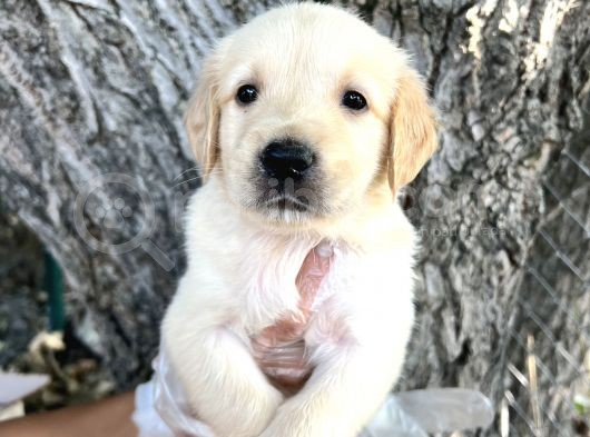 Her Ile Gönderim Sağladığımız Golden Retriever Yavrular görsel