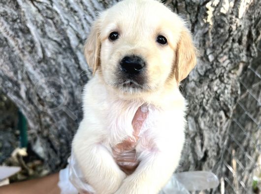 Her Ile Gönderim Sağladığımız Golden Retriever Yavrular görsel