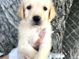 Her Ile Gönderim Sağladığımız Golden Retriever Yavrular