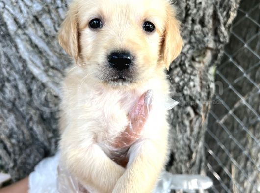 Her Ile Gönderim Sağladığımız Golden Retriever Yavrular görsel