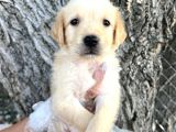 Her Ile Gönderim Sağladığımız Golden Retriever Yavrular