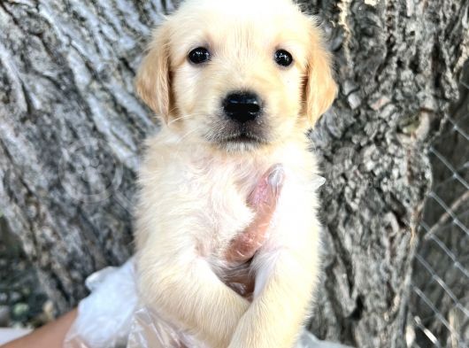Her Ile Gönderim Sağladığımız Golden Retriever Yavrular görsel