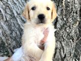 Her Ile Gönderim Sağladığımız Golden Retriever Yavrular