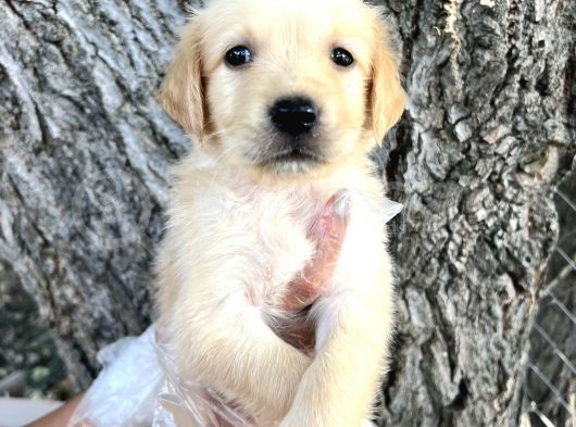 Her Ile Gönderim Sağladığımız Golden Retriever Yavrular görsel