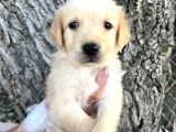 Her ile gönderim Sağladığımız Golden Retriever Yavrular