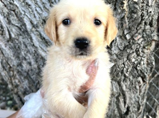 Her Ile Gönderim Sağladığımız Golden Retriever Yavrular