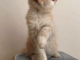 Full Secereli Maine Coon Yavrular