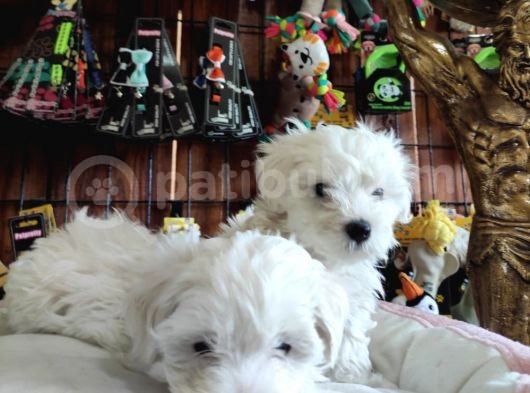 Bembeyaz Maltese Terri̇er 0 Numara görsel
