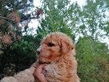 Poodle Bebeklerimiz