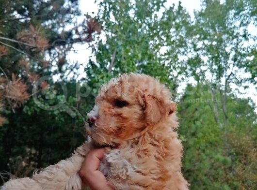 Poodle Bebeklerimiz görsel