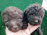 Poodle Bebeklerimiz