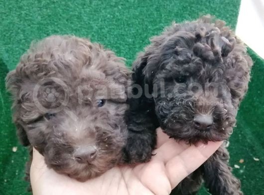 Poodle Bebeklerimiz görsel