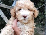 Poodle Bebeklerimiz