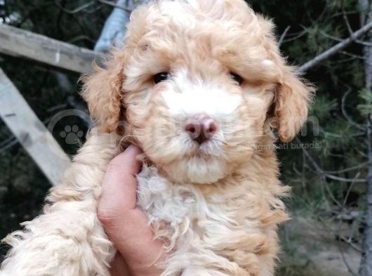 Poodle Bebeklerimiz görsel