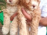 Poodle bebeklerimiz