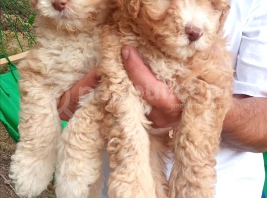 Poodle Bebeklerimiz