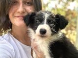 Border Collie Yavruları Ruhsatlı Üreticiden