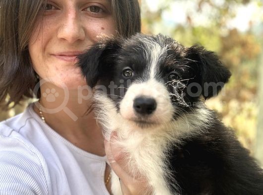 Border Collie Yavruları Ruhsatlı Üreticiden görsel