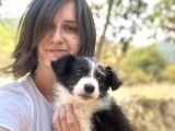 Border Collie Yavruları Ruhsatlı Üreticiden