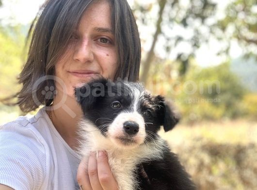 Border Collie Yavruları Ruhsatlı Üreticiden görsel