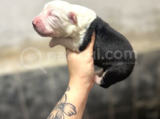 Border Collie Yavruları Ruhsatlı Üreticiden görsel