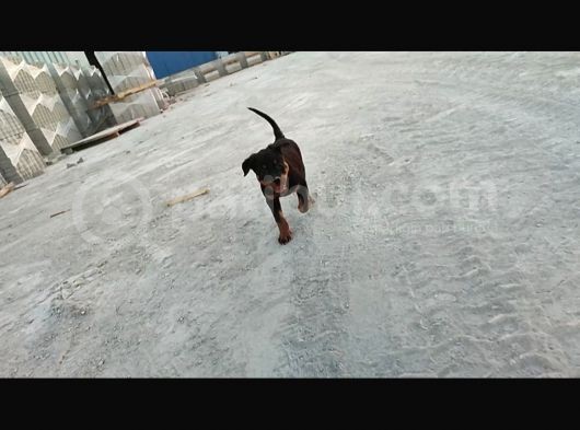 3 Aylık Orjinal Aşılı Çılgın  Kız görsel