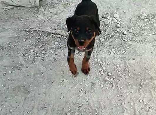 3 Aylık Orjinal Aşılı Çılgın  Kız görsel