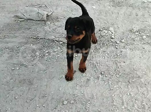 3 Aylık Orjinal Aşılı Çılgın  Kız