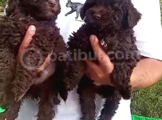 Poodle Bebeklerimiz görsel