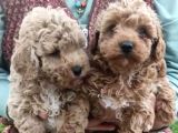 Safkan Pırıl Pırıl Poodle Yavrularım
