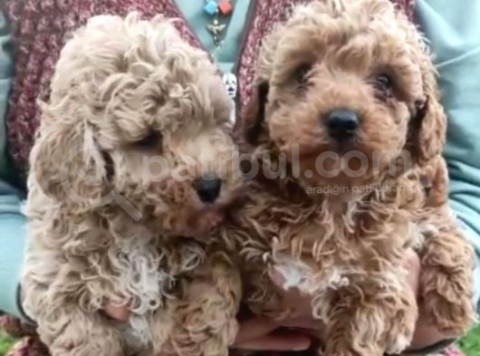 Safkan Pırıl Pırıl Poodle Yavrularım görsel