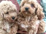 Safkan Pırıl Pırıl Poodle Yavrularım