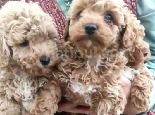Safkan Pırıl Pırıl Poodle Yavrularım görsel