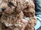 Safkan Pırıl Pırıl Poodle Yavrularım
