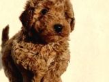 Yeterince Anne Sütü Emen Poodle Kuzucuklar