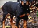 Doberman Yavrularimiz