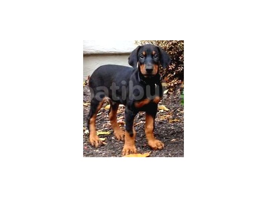 Doberman Yavrularimiz görsel