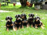 DOBERMAN YAVRULARIMIZ