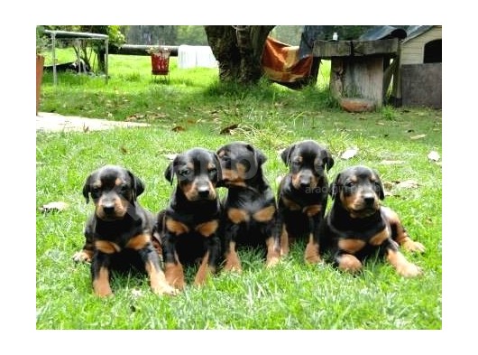 DOBERMAN YAVRULARIMIZ