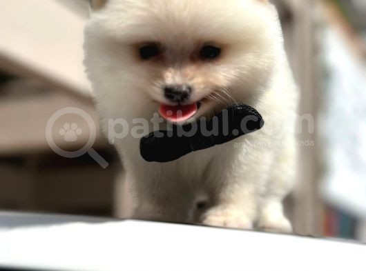 Erkek Pomerian Boo Yavrumuz görsel