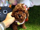 Anne Baba Kore Kan Toy Poodle 