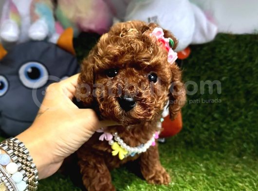 Anne Baba Kore Kan Toy Poodle  görsel