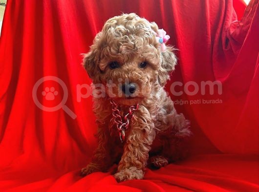 Orji̇nal Toy Poodle Yavrular görsel