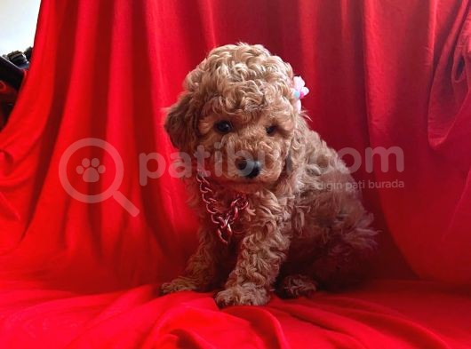Orji̇nal Toy Poodle Yavrular görsel
