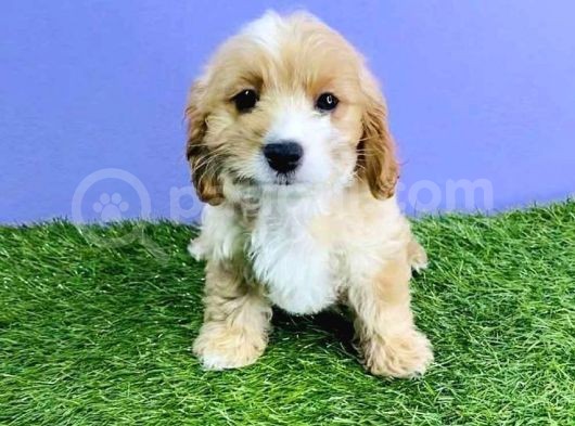 Malti̇po Yavrularimiz görsel