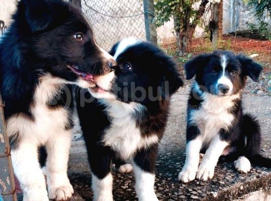 BORDER COLLİE YAVRULAR