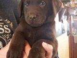 LABRADOR SİYAH ŞAMPANYA VE ÇİKOLATA BEBEKLER