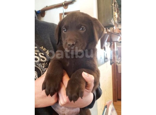 LABRADOR SİYAH ŞAMPANYA VE ÇİKOLATA BEBEKLER