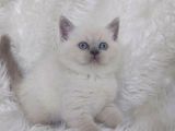 Ayi Surat Bri̇tti̇sh Shorthair Blue Poi̇nt Yavrular